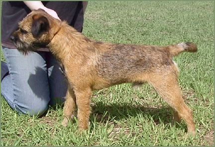 Ch Dalshoj Chippendale NE (Imp Dmk), 12 months