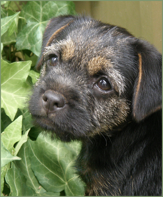 Ch Burrowa Blue Flame SE, 11 weeks old