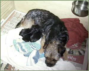 Ch Burrowa Blue Flame SE with puppies