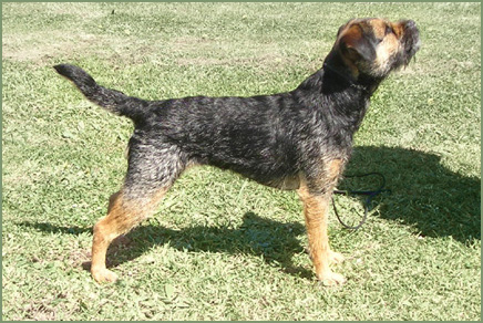 Ch Burrowa Blue Flame SE, 11 weeks old
