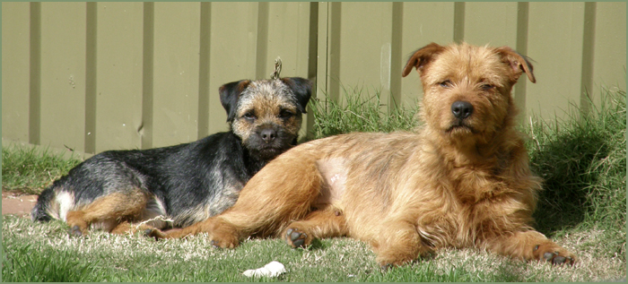Ch Burrowa Blue Flame SE with my first foster, Dorrie
