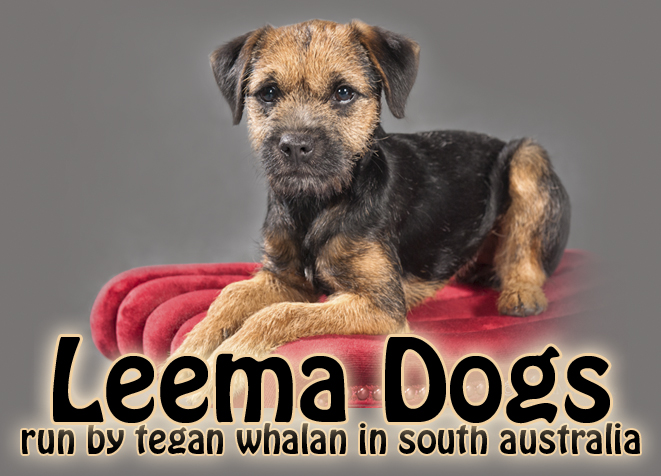 Leema Sprig O Clover, border terrier in South Australia